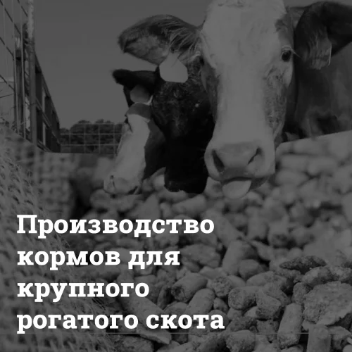 proizvodstvo-kormov-dlya-krupnogo-rogatogo-skota Бизнес по производству кормов для крупного рогатого скота Bizznes